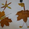 Конкурс "Осень в картинках" 